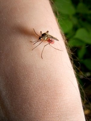 west Nile mosquito